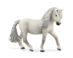 Icelandic Pony Mare