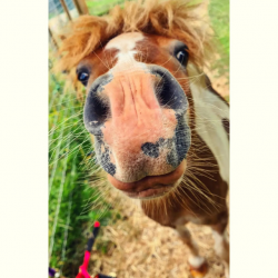 Shetland Ponies