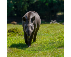 Brazilian Tapir Bronze Adoption