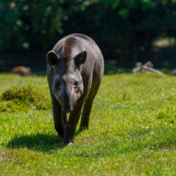 Brazilian Tapir Bronze Adoption