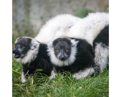 Black-and-White Ruffed Lemur