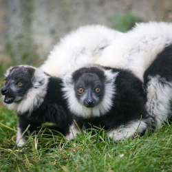 Black-and-White Ruffed Lemur