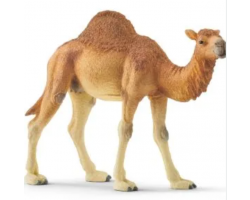 Dromedary Camel