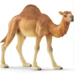 Dromedary Camel