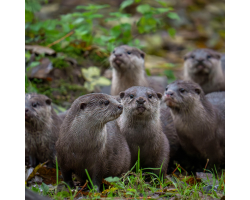 Otter Bronze Adoption