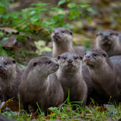 Otter Bronze Adoption