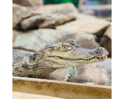 Spectacled Caimans