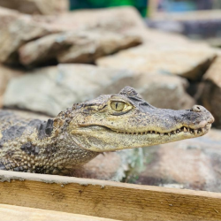 Spectacled Caimans