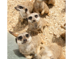 Meerkats