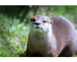 Asian Short Clawed Otter