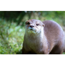 Asian Short Clawed Otter