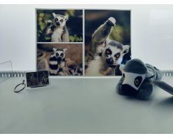 Lemur Adoption Package