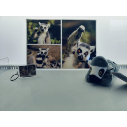 Lemur Adoption Package