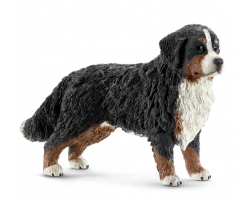 Bernese Mountain Dog - Female