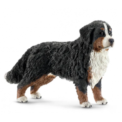 Bernese Mountain Dog - Female