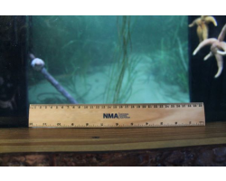 NMA 30cm Wooden Ruler