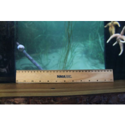 NMA 30cm Wooden Ruler