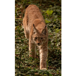 Adopt a Chain of Lynx for a Child (Under 16)