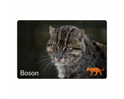 Magnet- Boson