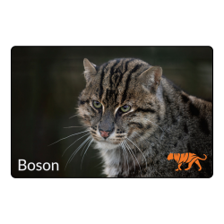 Magnet- Boson