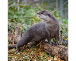 Family Otter Adoption