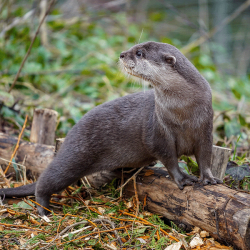 Family Otter Adoption