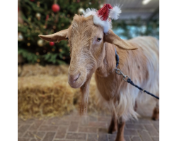 Marley  - Golden Guernsey Goat