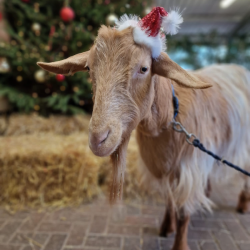 Marley  - Golden Guernsey Goat