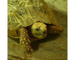 Tortoise Gold Adoption