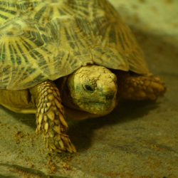 Tortoise Gold Adoption