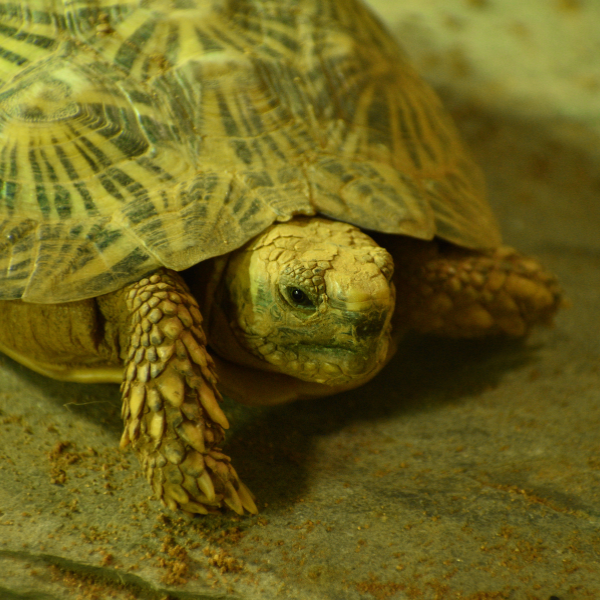 Tortoise Gold Adoption