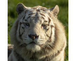 White Tiger