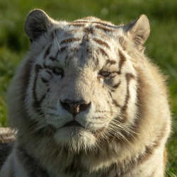 White Tiger