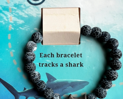 Shark Fahlo Tracking Bracelet