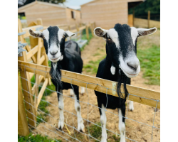 Boris & Ed - British Alpine Goats