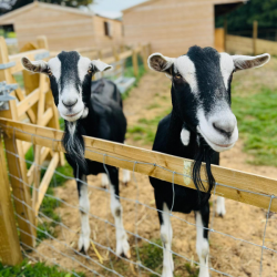 Boris & Ed - British Alpine Goats