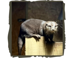 Otter Adoption package