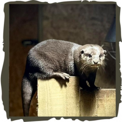 Otter Adoption package