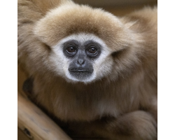 Lar Gibbon