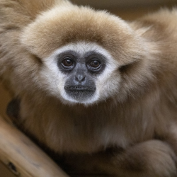 Lar Gibbon