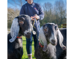 PJ & Domino - Anglo Nubian Goats