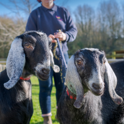 PJ & Domino - Anglo Nubian Goats