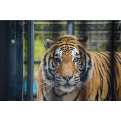 Adult Tiger Supporter Pack