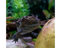 Axolotl Bronze Adoption