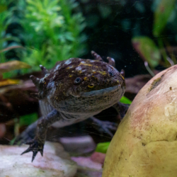 Axolotl Bronze Adoption