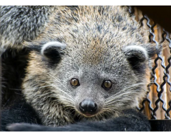 Binturong