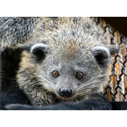 Binturong