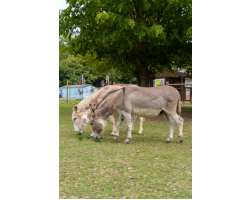 Adopt our Pair of Donkeys for 1 year (Price includes delivery)