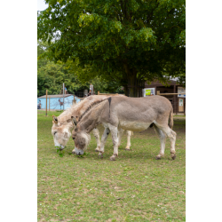 Adopt our Pair of Donkeys for 1 year (Price includes delivery)