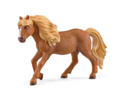 Icelandic pony stallion